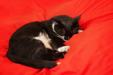 Kedi kırmızı bir bez üzerinde uyur. Kırmızı arka planda siyah beyaz kedi.