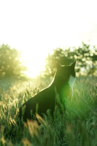 새까맣고 고양이와 비구름 물갈퀴 아름답군 고양이 플레어 — 스톡 사진