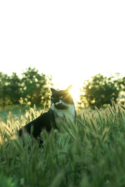 counter light. black and white cat and spikelets in the rays of sunset. Beautiful. divine cat. lens flare.