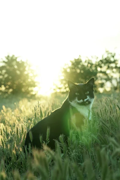 counter light. black and white cat and spikelets in the rays of sunset. Beautiful. divine cat. lens flare.