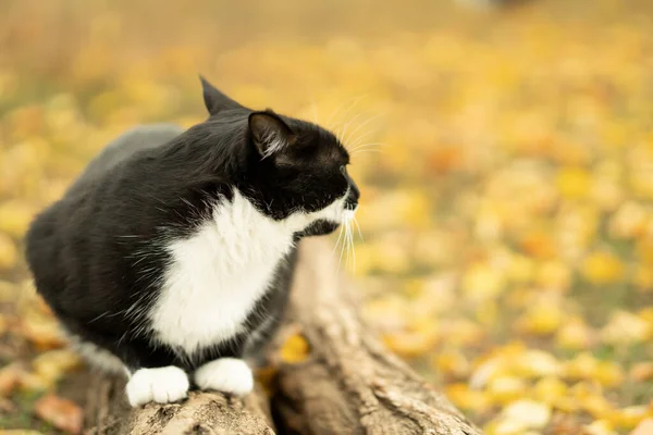Чорно Білий Кіт Сидить Колоді Озирається Навколо Земля Покрита Жовтим — стокове фото