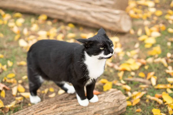 고양이 마리가 통나무 무엇인가 냄새를 맡는데 주위에는 잎들이 고양이 — 스톡 사진