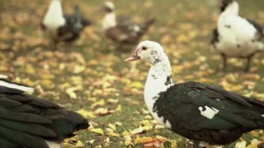 Moskovalı ördekler en önemlisi yürürler, kameraya bakarlar. Ördekler ve sonbahar sarı yaprakları. Ördek ot yer. Güzel.