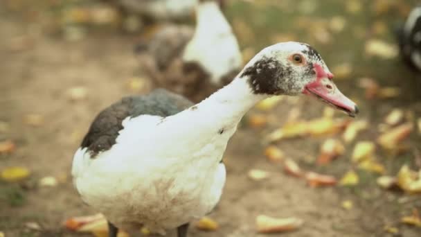 Pézsmakacsák Főleg Sétálnak Nézzenek Kamerába Kacsák Őszi Sárga Levelek Gyönyörű — Stock videók