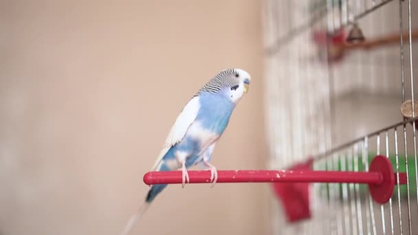 白い青のバジェリガーが赤い房の上に腰を下ろしている ベージュの背景 家のペット 小さな鳥 — ストック動画