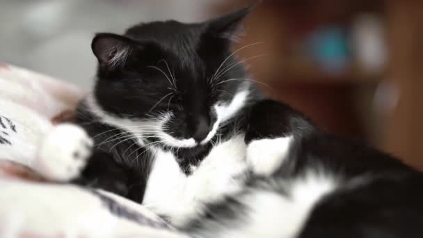 Schwarze Und Weiße Katzen Lecken Die Katze Wäscht Ihr Fell — Stockvideo