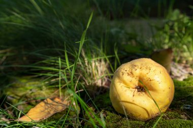 Yeşil çimenli sarı ayva. Güzel sonbahar arkaplanı. Sonbaharda olgunlaşmış meyveler.