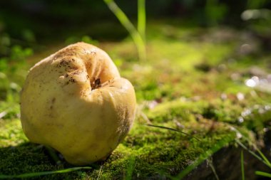 Yeşil çimenli sarı ayva. Güzel sonbahar arkaplanı. Sonbaharda olgunlaşmış meyveler.