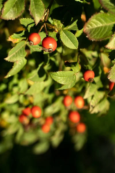 rose hip. branches of wild rose with red ripe berries. medicinal plant. vitamin c.
