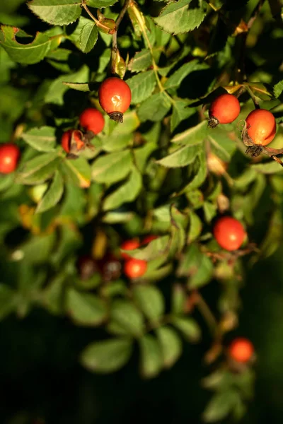 Rose Hip Branches Wild Rose Red Ripe Berries Medicinal Plant — Stock Photo, Image