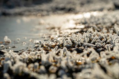 Çimenler güzel bir şekilde donmuş bir göletin yanında donla kaplanmış. Muhteşem kış arka planı.