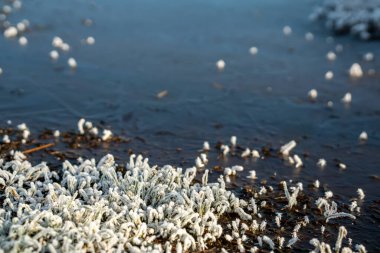 Çimenler güzel bir şekilde donmuş bir göletin yanında donla kaplanmış. kış arkaplanı.
