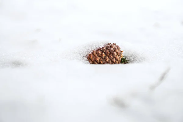 pine cone lies in the snow. snow covered the ground.