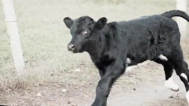 Yeni doğmuş bir yavru insana yaklaşıyor. Beyaz benekli siyah bir buzağı yürüyüşe çıkmış. bir insana güven.