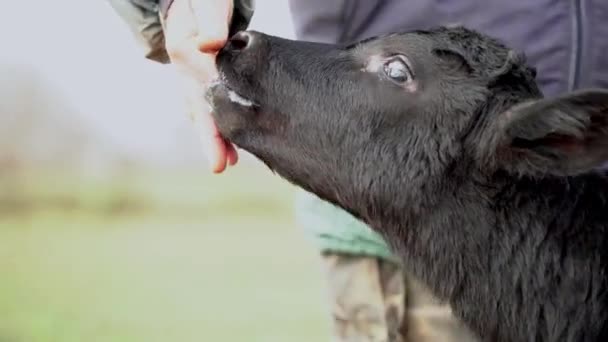 Nyfödd Kalv Suger Ett Mänskligt Finger Svart Med Vita Prickar — Stockvideo