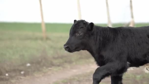 愚かな新生児の子牛がフェンスに衝突した 歩いていると白い斑点のある黒い子牛が — ストック動画