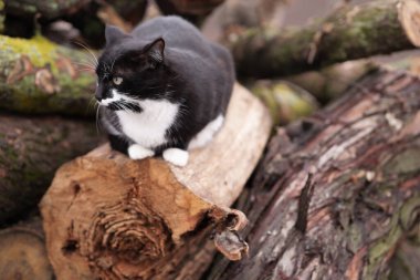 Soğuk mevsimde kütüklerin üzerinde siyah beyaz kedi. Dışarıda güzel bıyıklı bir kedi.