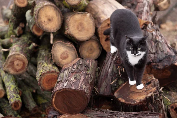 black and white cat on the logs in the cold season. cat with a beautiful mustache outdoors.