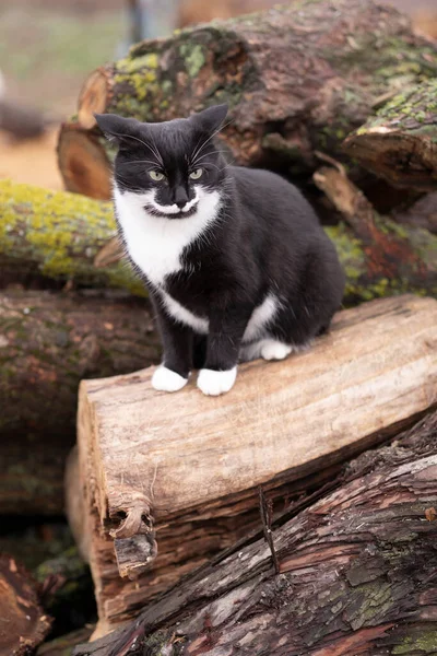 black and white cat on the logs in the cold season. cat with a beautiful mustache outdoors. cat ears turned back.