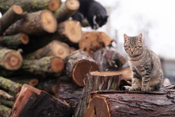 a cat on the logs in the cold season. outdoor cats.