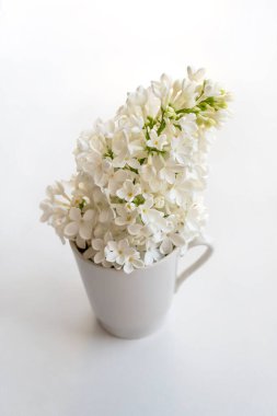 Bahar çiçekleri Küçük bir fincanda beyaz leylak. beyaz arkaplan, ışık, gölge.