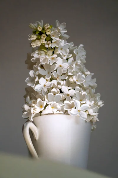 Jarní Květiny Bílá Šeříková Malém Šálku Bílé Pozadí Sada Stín — Stock fotografie