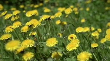 Arılar polen toplar. Sarı karahindibalar yeşil çimlerde rüzgarda sallanıyor. bahar.