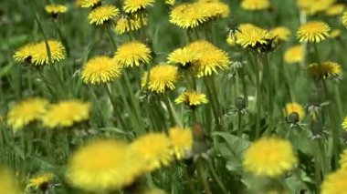 Bahar. Sarı karahindibalar yeşil çimlerde rüzgarda sallanıyor..
