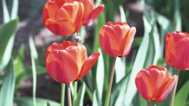 Kırmızı laleler ve uçan arı. İlkbahar, bahçede çiçekler.