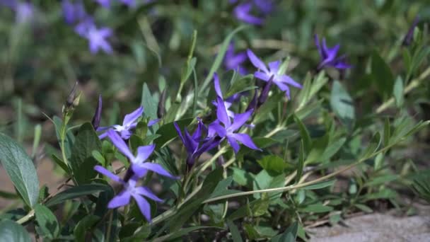 Wiosna Niebieskie Kwiaty Kołyszą Się Wietrze Mięczak Periwinkle Ogrodzie Charakter — Wideo stockowe