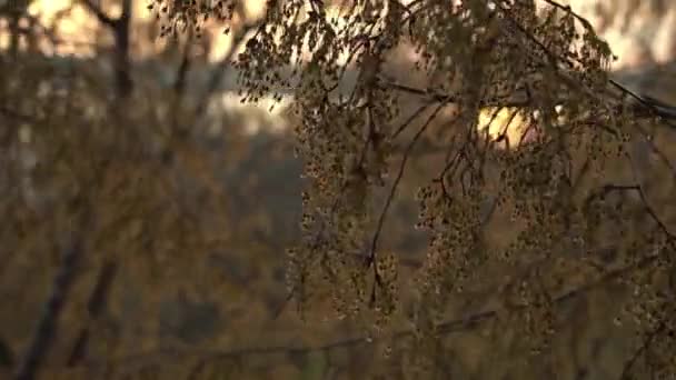 Zonsondergang Lente Iep Zwaait Takken Warme Voorjaarsavond Boomkroon Rivier — Stockvideo