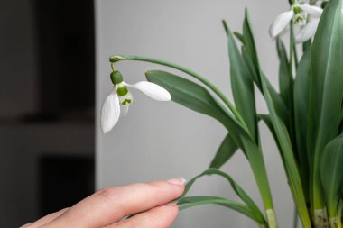 Gri arka planda kar damlaları. bahar çiçekleri.