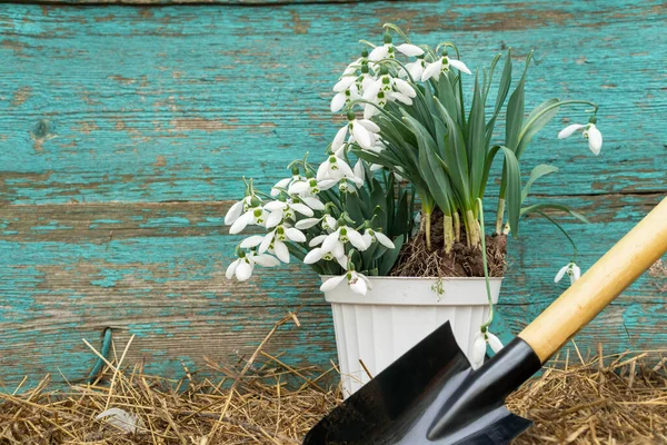 spring work. white flower pot with snowdrops, garden shovel, hay, wooden background with old green paint. flower transplant.