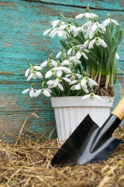 spring work. white flower pot with snowdrops, garden shovel, hay, wooden background with old green paint. flower transplant.