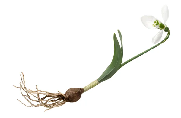 Stock image snowdrops on a white background. spring flowers. isolate