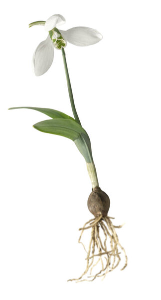 snowdrops on a white background. spring flowers. isolate