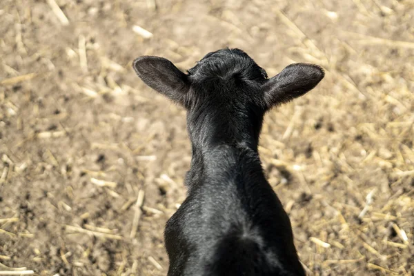 the back of the head of a black calf in a fence with straw. view from above.