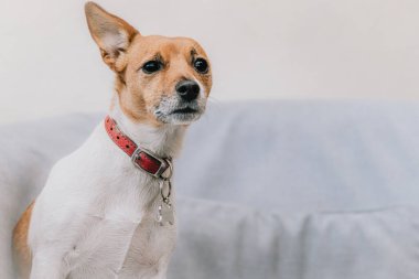 Sevimli Jack Russell Terrier hayvan fotoğrafçısının köpek portresi.