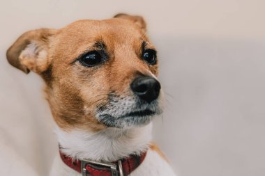 Sevimli Jack Russell Terrier hayvan fotoğrafçısının köpek portresi.