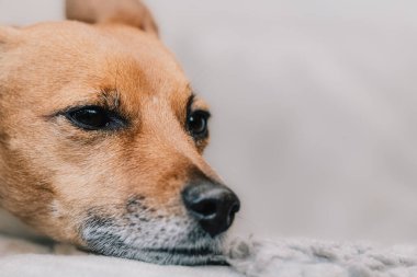 Sevimli Jack Russell Terrier hayvan fotoğrafçısının köpek portresi.