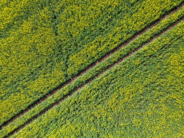 Petrol tohumu tecavüzüne (Brassica napus) dair hava görüntüsü, bir İngiliz çiftliğindeki tarımsal alanda kolza yağı üretimi için kullanılmıştır. Batı Yorkshire.