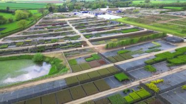 Whixley, North Yorkshire 'daki toptan bitki yetiştirme merkezinin hava görüntüleri. Sırayla büyüyen genç bitkilerin yetiştirilmesi.