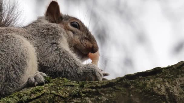 다람쥐인 Sciurus Carolinensis는 햄스테드 Hampstead Heath 위에서 코어를 먹습니다 4K는 — 비디오