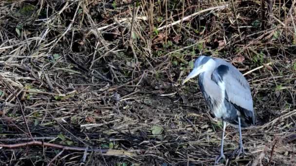 Grey Heron Ardea Cinerea Αφόδευση Περιττωμάτων Στις Όχθες Του Ποταμού — Αρχείο Βίντεο