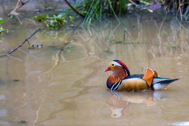 Mandarin Duck, Aix galericulata, bir erkek ya da Drake İngiltere 'nin Batı Yorkshire kentindeki bir doğa koruma alanında bir gölette yüzüyor..