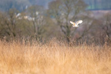 Ahır Baykuşu, tito alba, uzun çayır avının üzerinde süzülüyor. Baildon Moor 'da uçan kuş, Batı Yorkshire, İngiltere. 