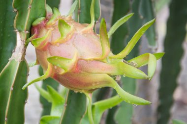 Bahçedeki yağmurdan sonra ağaçta ejderha meyvesi