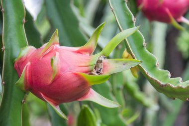 Dragon meyve, ağaç Pitaya