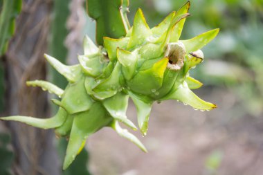 Bahçedeki yağmurdan sonra ağaçta ejderha meyvesi