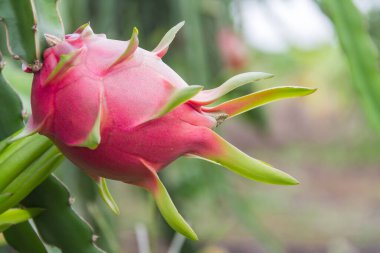 Dragon meyve, ağaç Pitaya